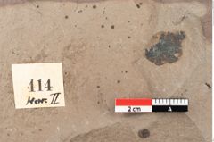 Foto (Detailansicht) von Asterocalyx styriacus Ettingshausen (NHMW-GEO-2024-0188-0414)